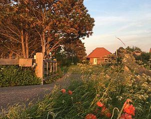 Bloeiende bloemen langs het pad naar Texel Villa Duinzicht, vakantiehuis in De Koog, Texel.