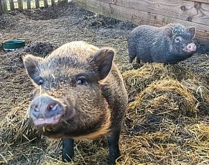 Schattige varkens bij Huisje in Den Burg, vakantiehuis op Texel, Waddeneilanden.
