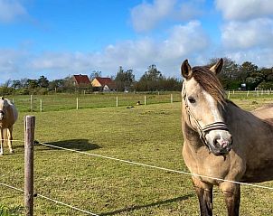Paarden in de wei bij Vakantiehuisje in Den Burg, landelijke sfeer op Texel, Waddeneilanden.