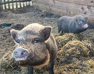 Schattige varkens bij Vakantiehuisje in Den Burg, boerderijbeleving op Texel, Waddeneilanden.