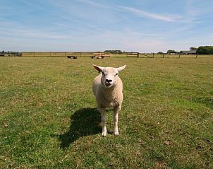 Guest house 0105102 - Holiday property Texel - Nieuwegrachtje