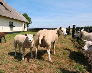 Sheep near Achterhuis vacation home Den Hoorn Texel, rural charm.