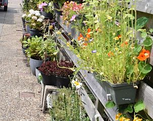 Guest house 010704 - Holiday property Texel - 't Achterhuis