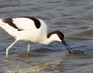 Verblijf 010711 - Vakantiewoning Texel - Pipowagen De Vrije Vogel