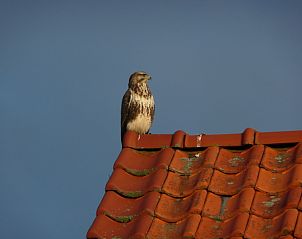 Vogel auf dem Dach des Ferienhauses 8690 - Junier - Huisman, Sd-Eierland, Texel, der die friedliche Umgebung geniet.