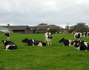 Khe auf den Wiesen um den 3980 Bauernhof Leiden, Sd-Eierland, Texel