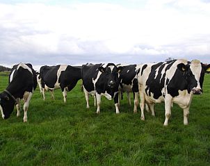 Lndliche Atmosphre mit Khen in 3980 Boerderij Leiden, Ferienhaus in Zuid-Eierland, Texel