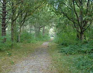 Schne Naturwanderung in der Nhe des Ferienhauses Gortersmient 308, Texel. Entdecken Sie die Schnheit von De Dennen.