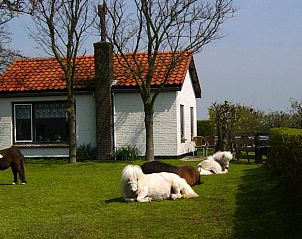 Langfristiges Ferienhaus in De Dennen, Texel, mit grasenden Ponys im Garten.