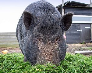 Unterkunft 0113389 - Ferienhaus Texel - Wulpenweid 14 Zeehond