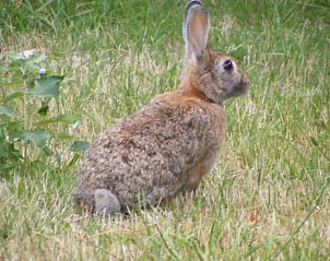 Wilde konijn in de tuin van Duinpieper vakantiehuis, De Dennen, Texel omringd door groen.