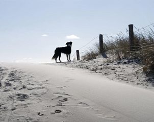 Prachtige duinenomgeving nabij Loods Hotel Vlieland, vakantieappartement op Vlieland, met wandelroutes.