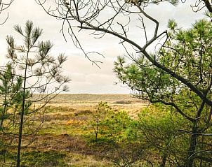 Natuurlijke omgeving met dennenbomen op Vlieland, een rustgevende plek nabij Hotel DoniaState, vakantieappartement op de Waddeneilanden.