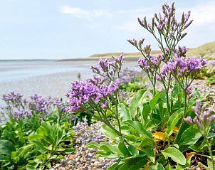Bloeiende flora nabij Hotelletje de Veerman, vakantieappartement in Vlieland, Waddeneilanden.