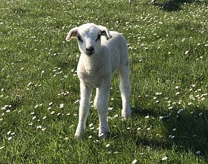 Schattig lammetje in de omgeving van Zeeschuimer chalet, Terschelling.
