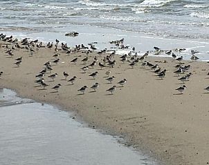Vogels op het strand bij Wijnberg Appartementen, Hollum, Ameland.