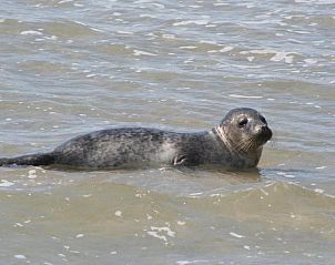 Unterkunft 030427 - Appartement Ameland - Appartement Tjerk