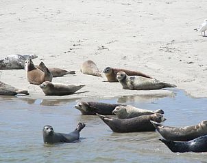 Unterkunft 030427 - Appartement Ameland - Appartement Tjerk