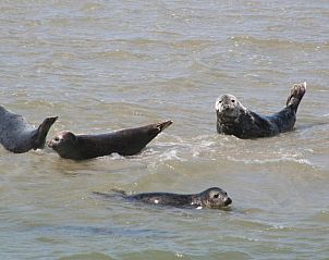 Unterkunft 030427 - Appartement Ameland - Appartement Tjerk