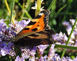 Guest house 031017 - Holiday property Terschelling - Vakantiehuis in Oosterend
