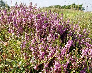 Guest house 031017 - Holiday property Terschelling - Vakantiehuis in Oosterend