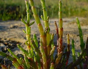 Guest house 031017 - Holiday property Terschelling - Vakantiehuis in Oosterend