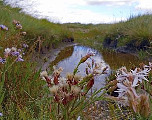 Bloeiende flora in de omgeving van Vakantiehuis in Oosterend, Terschelling, perfect voor natuurliefhebbers.