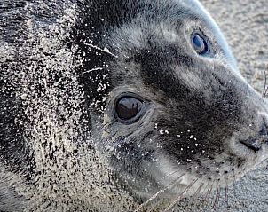 Zeehond op het strand in de buurt van Vakantiehuis in Oosterend, Terschelling.