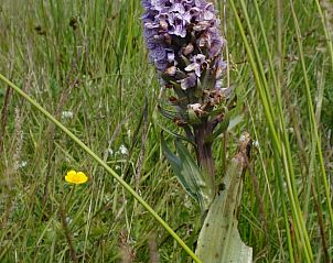 Guest house 031027 - Holiday property Terschelling - Huisje in Oosterend