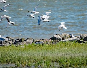 Guest house 031027 - Holiday property Terschelling - Huisje in Oosterend