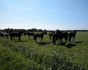 Group of horses on a pasture near vacation home Hebbes in Midsland Noord, Terschelling. Experience the tranquility of the Wadden Islands.