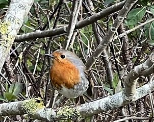 Unterkunft 031576 - Ferienhaus Terschelling - Duumke