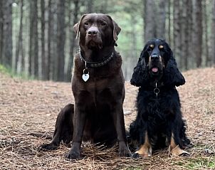 Unterkunft 031576 - Ferienhaus Terschelling - Duumke