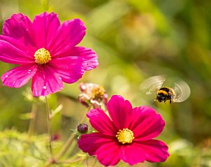 Kleurrijke bloemen en bijen in de tuin van De Dijkwachter **** in Ballum, Ameland.