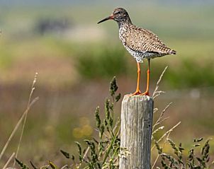 Vogel op paal in de natuur rond Vakantiehuis in Ballum, Ameland.