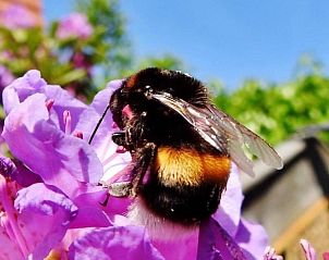 Verblijf 0401138 - Vakantiewoning Ameland - Chill op Ameland