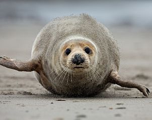 Verblijf 0401156 - Vakantiewoning Ameland - Vakantievilla 'Sieta'