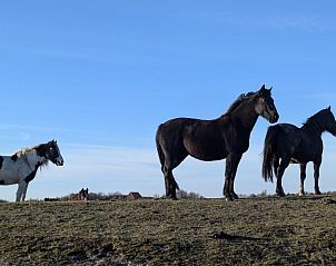 Verblijf 0401163 - Appartement Ameland - Finn Lodge