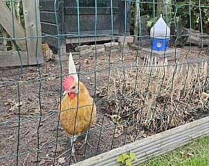 Windmolen en groene omgeving nabij vakantiehuis FR402, Hollum, Ameland, Waddeneilanden.