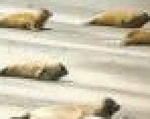 Verblijf 0403232 - Vakantiewoning Ameland - huisje WELTEVREE