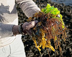 Verse zeewier uit de omgeving van Hotel De Koegelwieck Terschelling, vakantieappartement in Hoorn, Waddeneilanden.