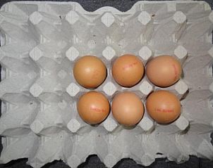 Guest house 056209 - Bed and Breakfast Walcheren - Bed and Breakfast de Kleyne Wereld