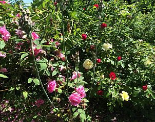 Verblijf 067101 - Appartement Rijk van Nijmegen - Bed&Brood Comon