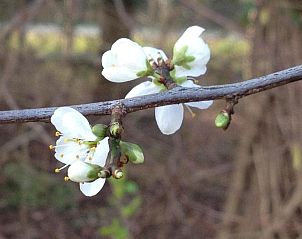 Verblijf 067101 - Appartement Rijk van Nijmegen - Bed&Brood Comon