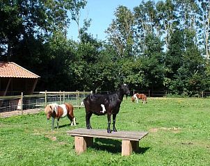 Dierenweide bij Vakantiehuis in It Heidenskip, genieten van de natuur in de Friese meren.