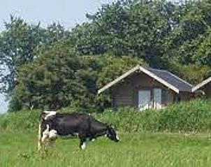 Landelijke omgeving met koeien bij Huisje in Nijhuizum, vakantiehuis in Friesland.