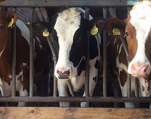 Koeien in stal bij vakantiehuis Mts. J. en A. Faber-Breeuwsma, Wyckel, voor een echte Friese ervaring.