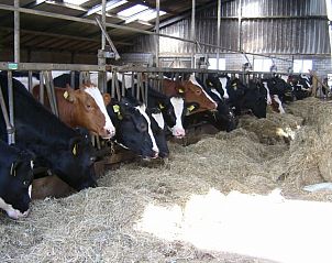 Koeien in de stal van boerderij bij vakantiehuis Mts. J. en A. Faber-Breeuwsma, Wyckel, Friesland.