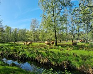 Unterkunft 090508 - Ferienhaus Slotermeer - FR173