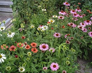 Vrolijke bloemenperk in de tuin van B&B Fam. Tavenier, Vrouwenpolder, Walcheren, een plaatje van kleur en leven.